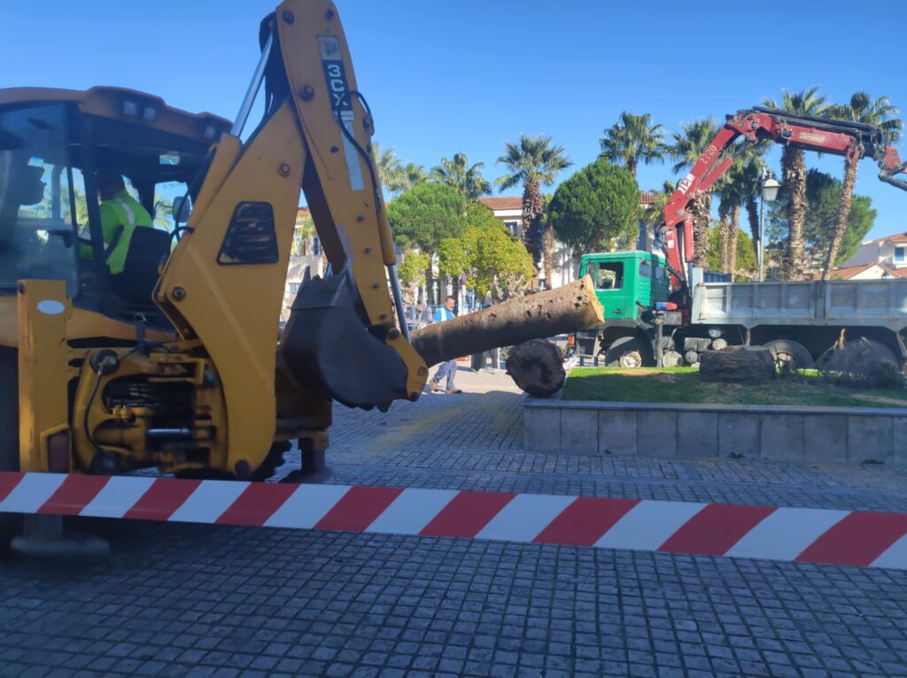 Απομακρύνθηκαν οι άρρωστοι φοίνικες από την πλατεία Τριών Ναυάρχων Απομακρύνθηκαν οι άρρωστοι φοίνικες από την πλατεία Τριών Ναυάρχων