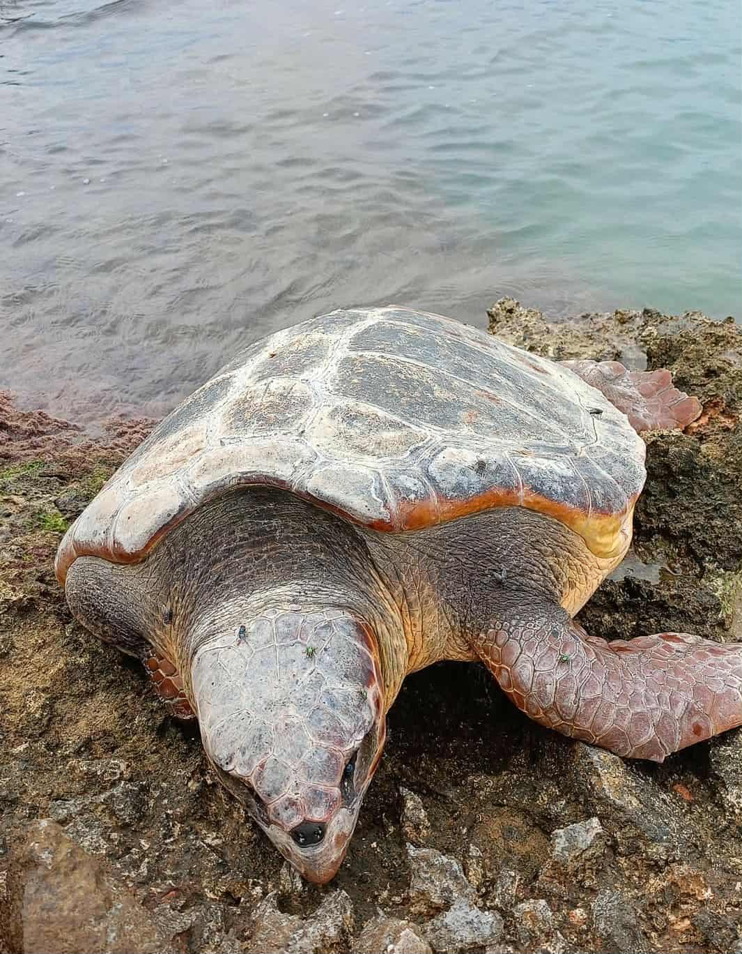 Θλιβερό θέαμα στην παραλία της Αρβανιτιάς στο Ναύπλιο