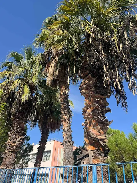 “Σχολεία του Δήμου Ναυπλιέων αντιμετωπίζουν σοβαρά προβλήματα”