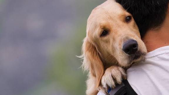 «Μια Κοινωνική Συνεταιριστική Επιχείρηση μπορεί να γίνει ο κρίκος που λείπει για τη λύση του προβλήματος των αδέσποτων στο Άργος»