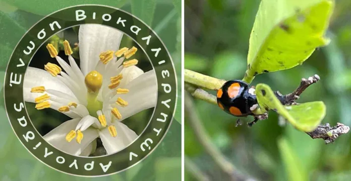 Με το παρόν, υποβάλλω την παραίτησή μου