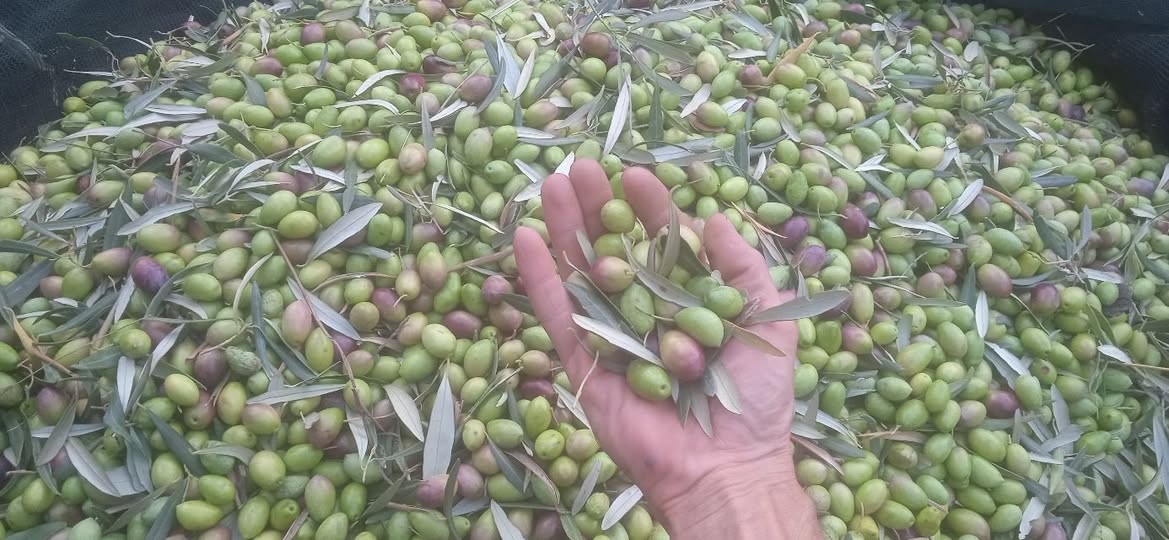 Καμία ουσιαστική αναφορά στον Έλληνα ελαιοπαραγωγό