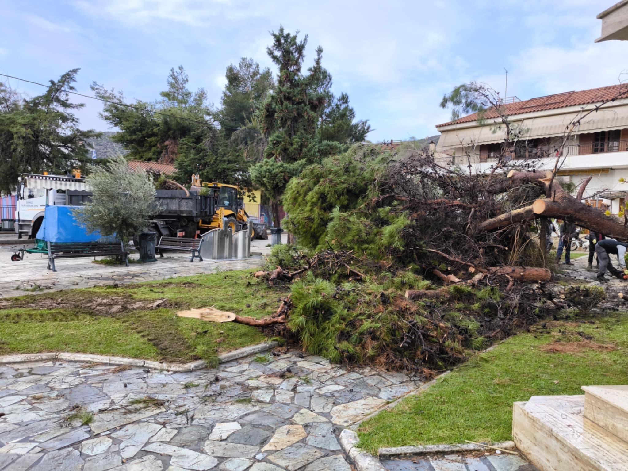 ΕΠΕΣΕ  ΔΕΝΤΡΟ  ΣΤΟ  ΤΟΛΟ