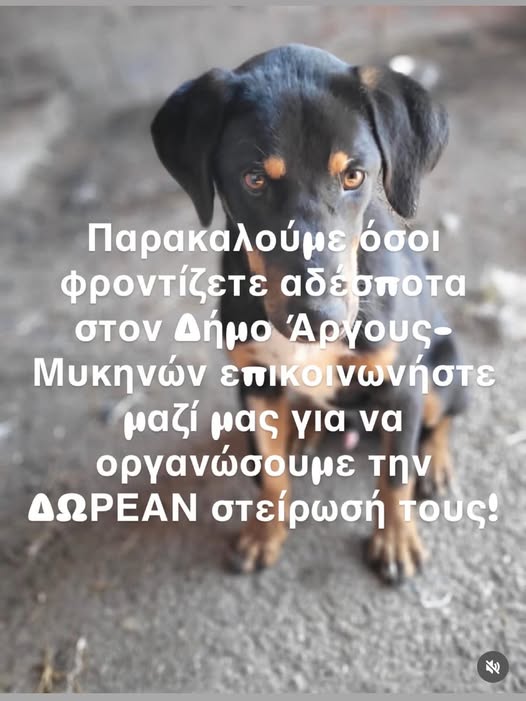 ΔΗΜΟΣ  ΑΡΓΟΥΣ – πρόγραμμα δωρεάν στειρώσεων