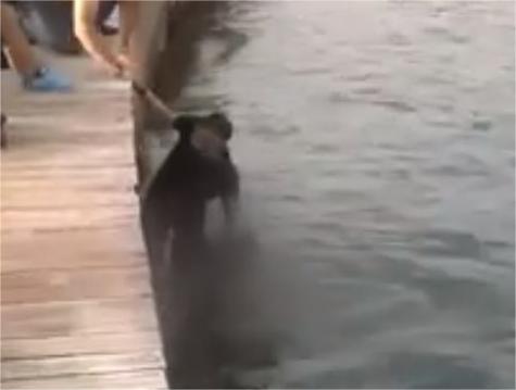 ΝΑΥΠΛΙΟ – ΕΠΕΣΕ  ΣΤΟ  ΛΙΜΑΝΙ