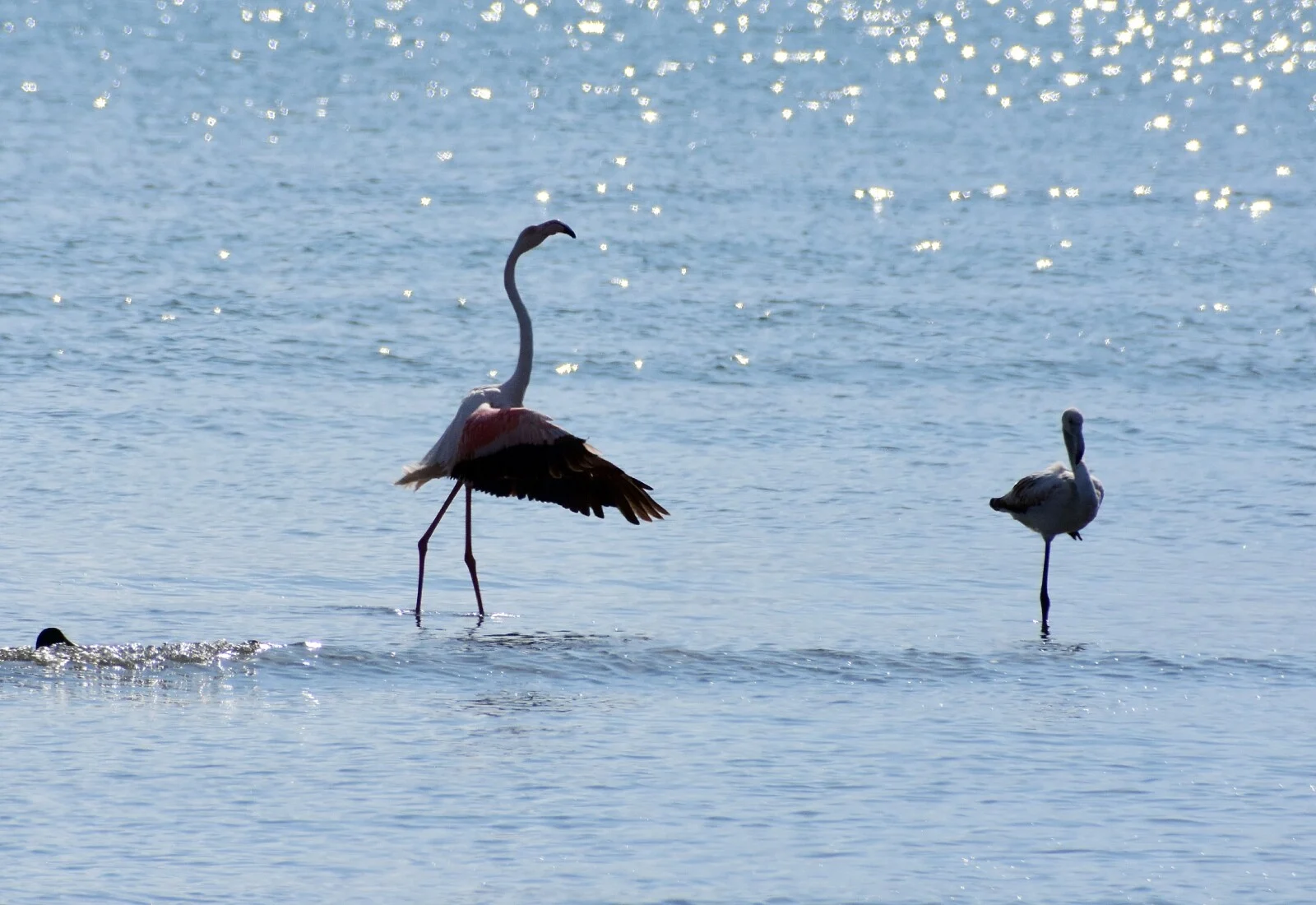 Η κακοκαιρία τα  προσγείωσε  στο Ναύπλιο