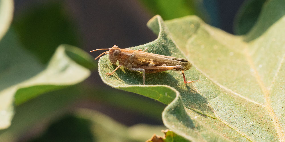 Άγιος Δημήτριος Επιδαύρου: Σε κατάσταση επιφυλακής