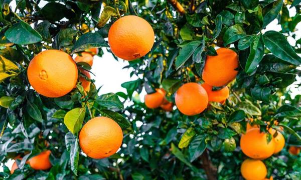 Σύμπραξη παραγωγών, Ρομά και μεταναστών στην Αργολίδα