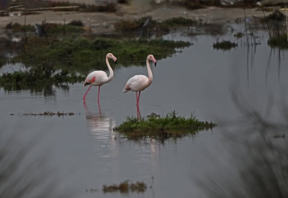 Υγρότοπος Νέας Κίου (Nea Kios wetland)
