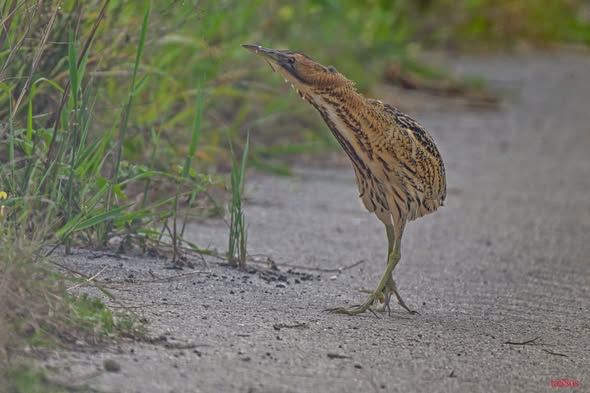 Σπάνιος  επισκέπτης –  ΦΩΤΟ