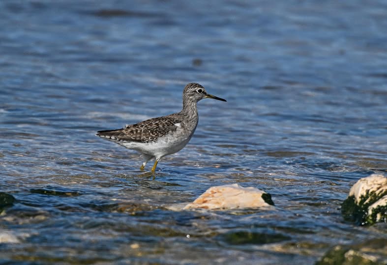 Έρχεται στον υγρότοπό μας Μάρτη , Απρίλη