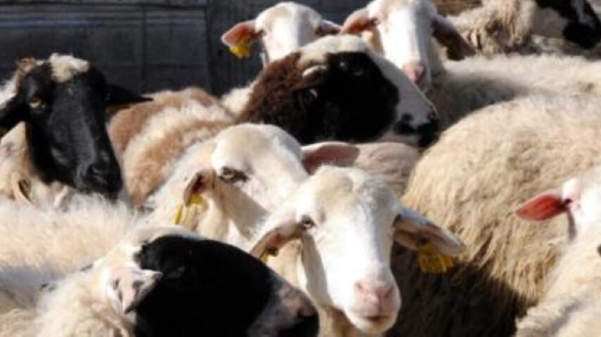 Περιφέρεια Πελοποννήσου: Ανακοίνωση για τον αφθώδη πυρετό