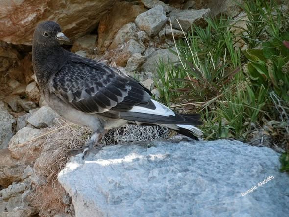 Στο Νεράκι της Αρβανιτιάς…