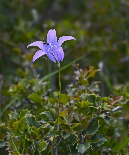 Campanula spatulata – Σε ολόκληρες πλαγιές σπαρμένη στο Αραχναίο όρος