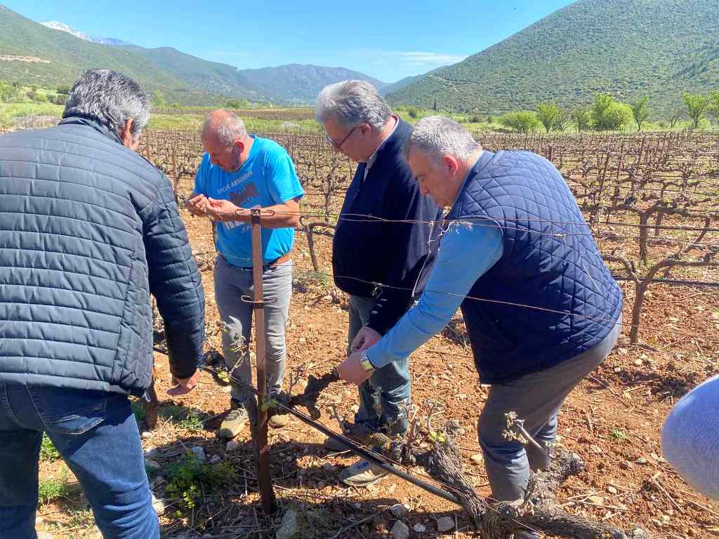Επίσκεψη στη Σκοτεινή Αργολίδας : Ολοκληρωτική καταστροφή στην αμπελοκαλλιέργεια από τον παγετό.