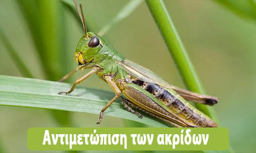 Εντοπισμός ακριδοκηλίδων και έγκαιρη αντιμετώπιση των ακρίδων