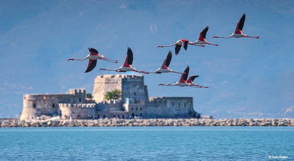 «Η επανάσταση των Φλαμίνγκο και ο υγροβιότοπος Ναυπλίου – Νέας Κίου».