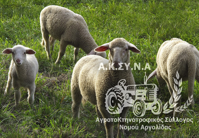 Σφοδρή κριτική του Αγροτοκτηνοτροφικού Συλλόγου ΑΡΓΟΛΙΔΑΣ