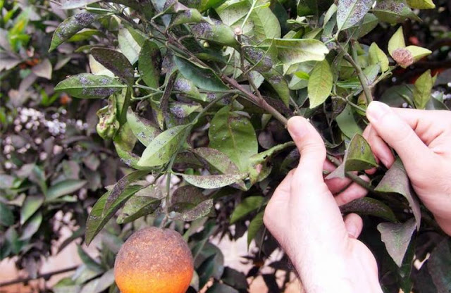 Για την αντιμετώπιση του Μαύρου Ακανθώδη Αλευρώδη των εσπεριδοειδών στην Π.Ε. Αργολίδας