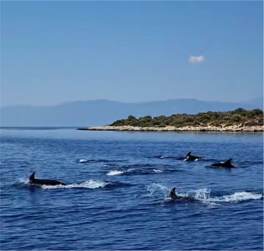 Μια μαγική συνάντηση λίγο έξω από το Τολό