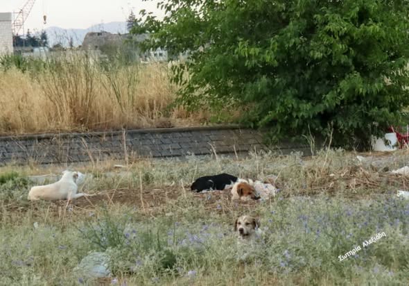 Τ’ αδέσποτα της πόλης τ’ Αναπλιού…