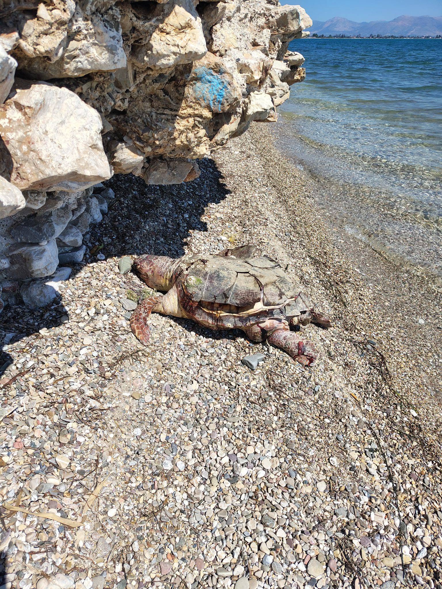 Kαμπανάκι για το θαλάσσιο οικοσύστημα της περιοχής  μας ?